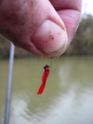 Hooked Bloodworm